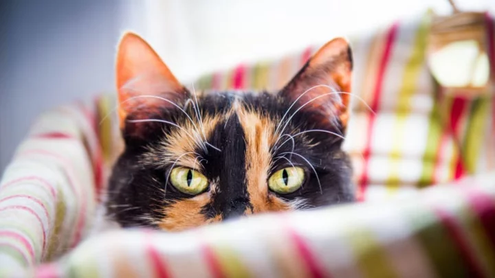 'Tortitude': Why Tortoiseshell and Calico-Patterned Cats Tend to Be Extra Feisty