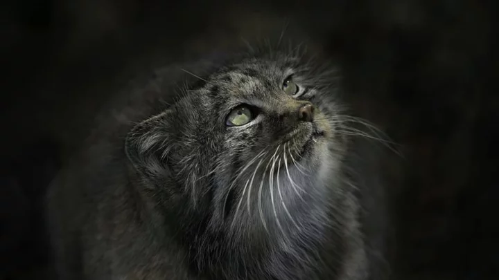 12 Fascinating Facts About Pallas’s Cats