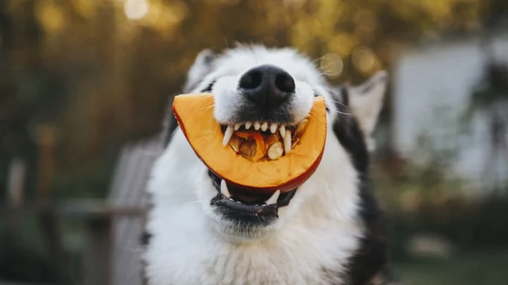 Should You Feed Your Pets Pumpkin?