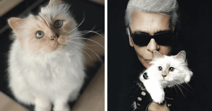 'She is an heiress': Karl Lagerfeld's cat Choupette received $1.5M in inheritance after fashion designer's death