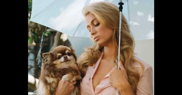 Paris Hilton 'heartbroken' as pet chihuahua dies at 23, says 'she was family and a loyal friend'