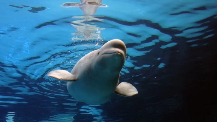 Nearly 60,000 Beluga Whales Are Migrating from the Arctic Into Canada—and Webcams Will Capture Their Journey