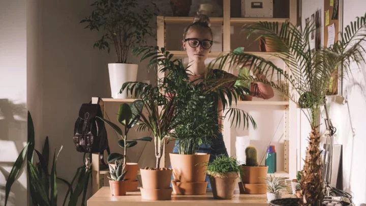 Serial Houseplant Killer? This Simple Trick Will Help Ensure You Don't Commit Another Herbicide