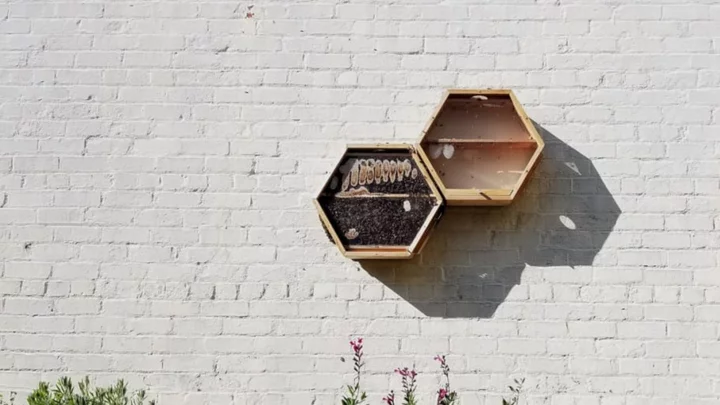 This Buzzed-About Modular Hive System Lets You Keep Your Bees Indoors