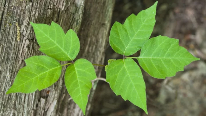 How to Spot Poison Ivy, According to a Scientist